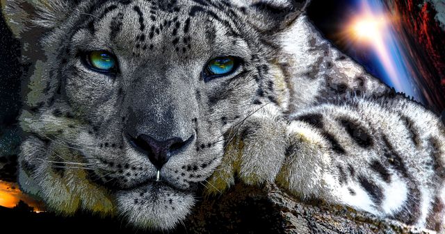 Spirit Animals — gallery cover