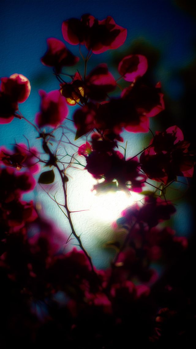Flowers by Wildcard