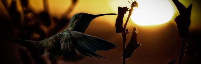 Humming-Bird-in-Malibu-Close-Up-03 by Wildcard