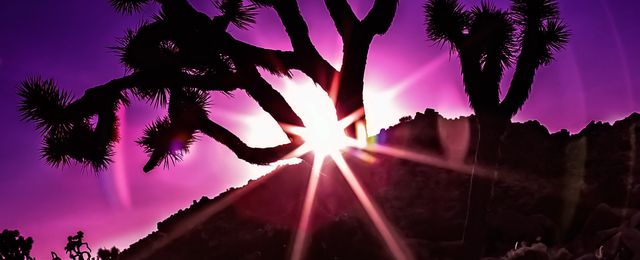 Joshua-Tree-Sunset-Purples-07 by Wildcard